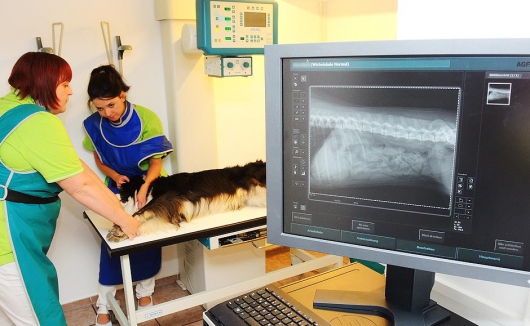 Röntgenlabor - Vorbereitung einer Röntgenaufnahme beim Hund