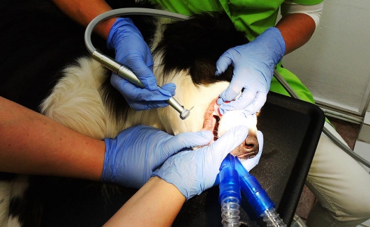 Zahnbehandlung beim Hund
