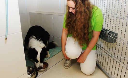 Eine der Hundeboxen auf unserer Tierstation für die intensive Betreuung stationärer Patienten