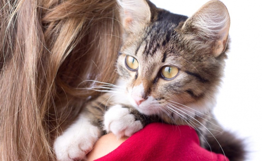 Tierarztpraxis Dr. Kamlage – Schulmedizin Tierarztpraxis Dr. Kamlage – Schulmedizin mit Herz