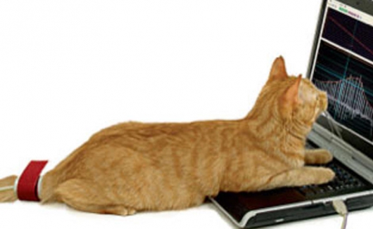 Blutdruckmessung bei der Katze