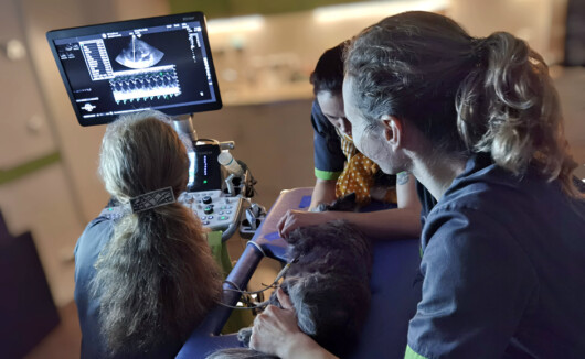 Elektrokardiografie beim Hund - neben der Herzultraschalluntersuchung ein weiteres diagnostisches Mittel zur Erkennung von Herzerkrankungen