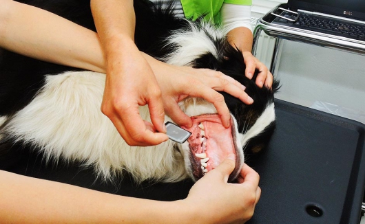 Einlegen des Röntgenfilms für eine dentale Röntgenaufnahme beim Hund