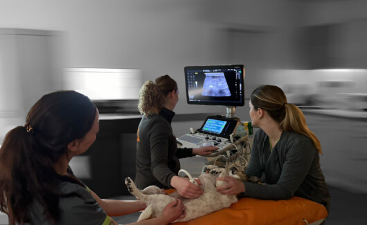 Sonografie / Ultraschall des Bauchraums beim Hund