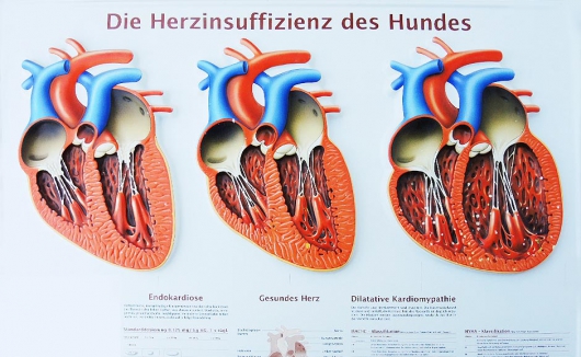 Darstellung der Herzinsuffizienz beim Hund