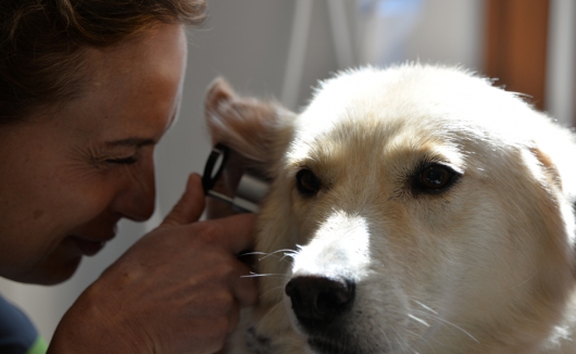 Eingehende Untersuchung der Ohren beim Hund