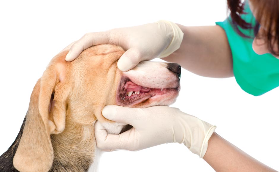 Visuelle Begutachtung von Zähnen und Zahnfleisch beim Hund