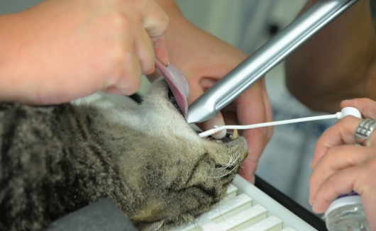 Intubation einer Katze vor Beginn des operativen Eingriffs