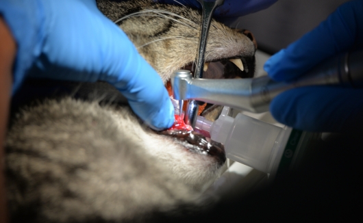 Zahnoperation bei der Katze