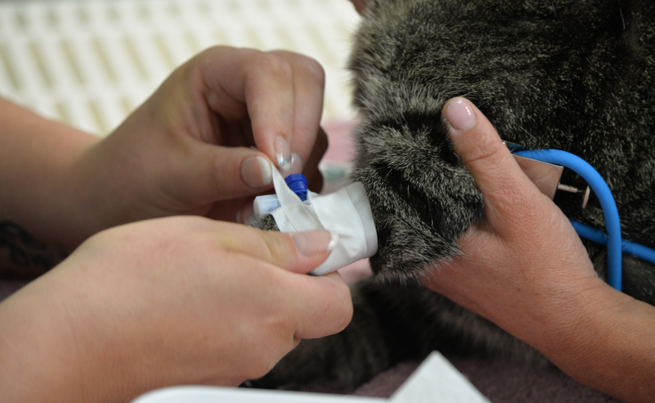 Narkose Katze Tierarztpraxis Dr. Kamlage Ihr Tierarzt für Odenthal, Bergisch Gladbach, Köln