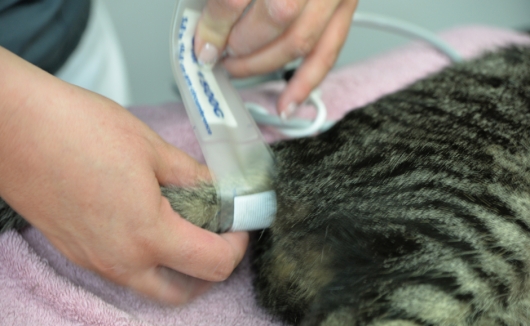 Vorbereitung einer Katze auf die Narkose für die spätere Überwachung während des Eingriffs
