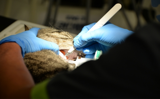 Zahnoperation bei der Katze