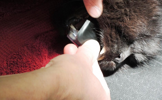 Einlegen des Röntgenfilms bei der narkotisierten Katze vor der Zahnoperation