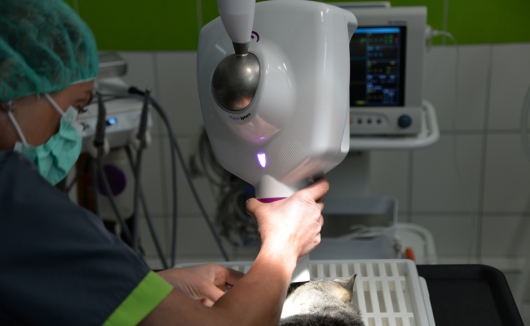 Zahnröntgen bei der Katze - ein unentbehrliches diagnostisches Mittel vor Zahnoperationen zur Bestimmung der Vorgehensweise
