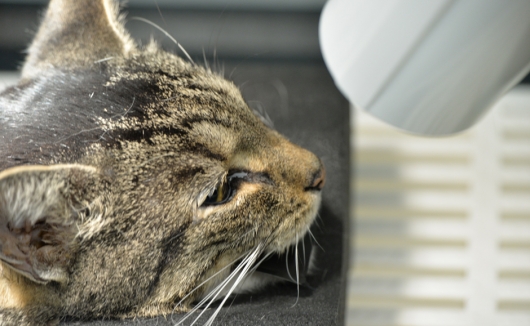 Zahnröntgen bei der Katze - ein unentbehrliches diagnostisches Mittel vor Zahnoperationen zur Bestimmung der Vorgehensweise