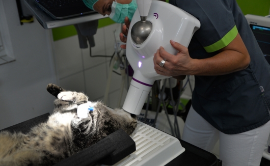 Zahnröntgen bei der Katze - ein unentbehrliches diagnostisches Mittel vor Zahnoperationen zur Bestimmung der Vorgehensweise