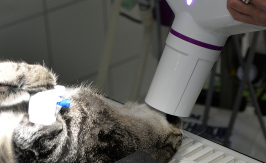 Zahnröntgen bei der Katze - ein unentbehrliches diagnostisches Mittel vor Zahnoperationen zur Bestimmung der Vorgehensweise