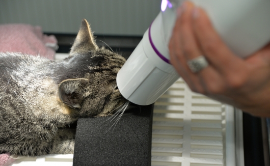 Zahnröntgen bei der Katze - ein unentbehrliches diagnostisches Mittel vor Zahnoperationen zur Bestimmung der Vorgehensweise
