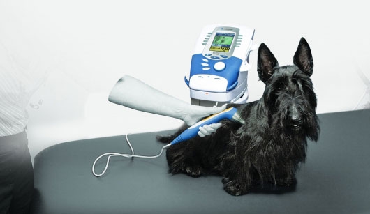 Hund wird mit dem Intelect Vet behandelt - unserem Kombigerät für Elektro-, Laser-, und/oder Ultraschalltherapie zur Verbesserung der Wundheilung, Förderung der Durchblutung und zur Muskelstärkung