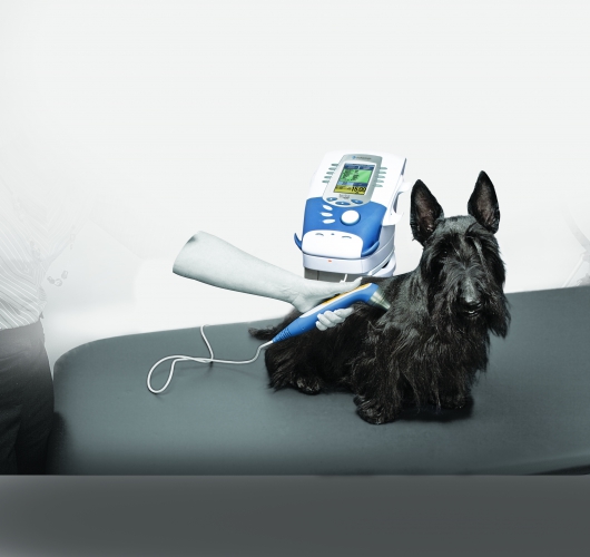 Hund wird mit dem Intelect Vet behandelt - unserem Kombigerät für Elektro-, Laser-, und/oder Ultraschalltherapie zur Verbesserung der Wundheilung, Förderung der Durchblutung und zur Muskelstärkung