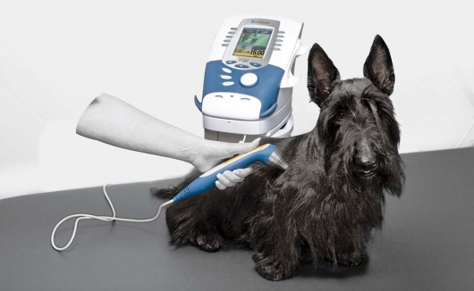 Hund wird mit dem Intelect Vet behandelt - unserem Kombigerät für Elektro-, Laser-, und/oder Ultraschalltherapie zur Verbesserung der Wundheilung, Förderung der Durchblutung und zur Muskelstärkung