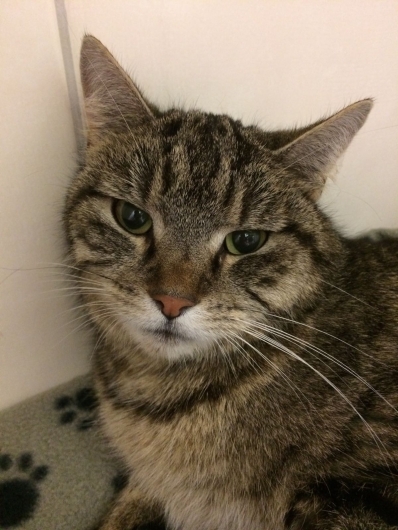 Intensivbetreuung einer angefahrenen Katze auf unserer Station