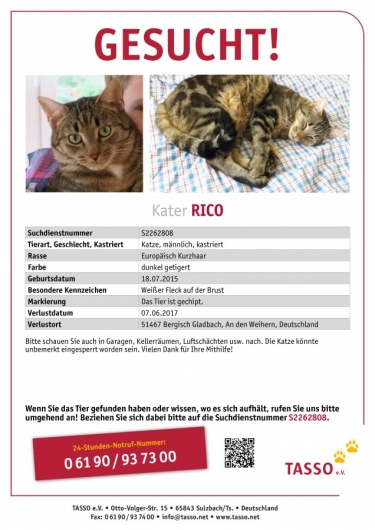 Tasso Suchplakat Katze Rico, dunkel getigert, männlich kastriert