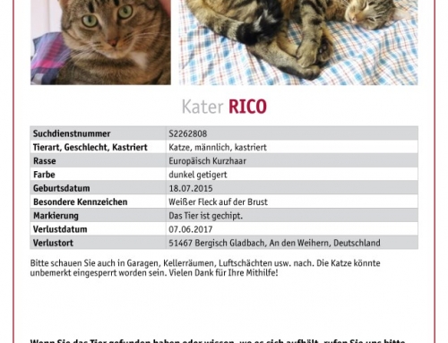 Kater Rico vermisst: Nachtrag – er wurde gefunden