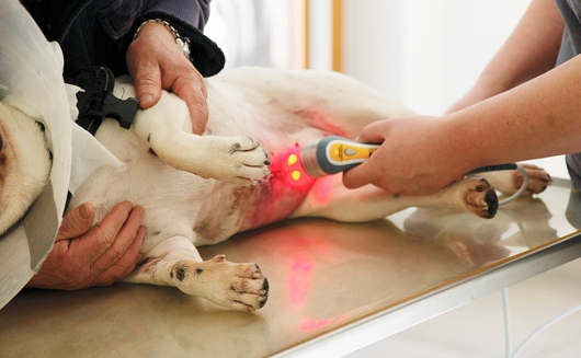 Lasertherapie beim Hund - zur Behandlung von dermatologischen Erkrankungen und zur Beschleunigung der Wundheilung