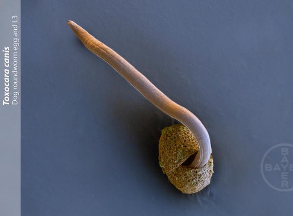 Endoparasiten bei Hund und Katze Der Spulwurm Tierarztpraxis Dr