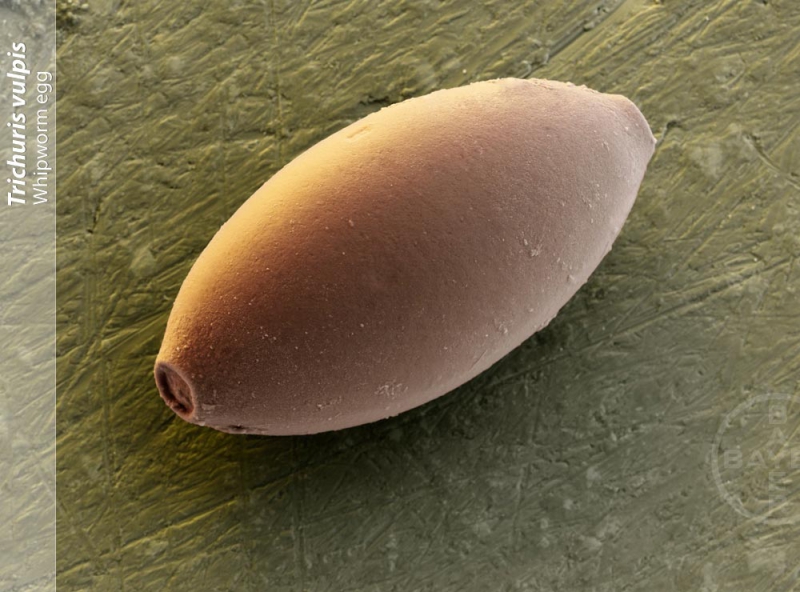 Endoparasiten bei Hund und Katze Der Peitschenwurm Tierarztpraxis Dr