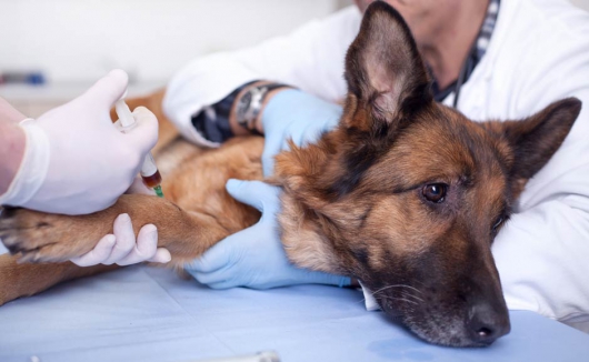 Tierärztlicher Notdienst – Auch im Notfall ist jemand für Sie da.