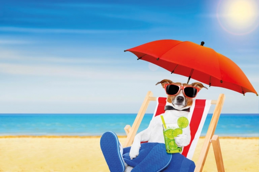 Urlaub mit Hund oder Katze